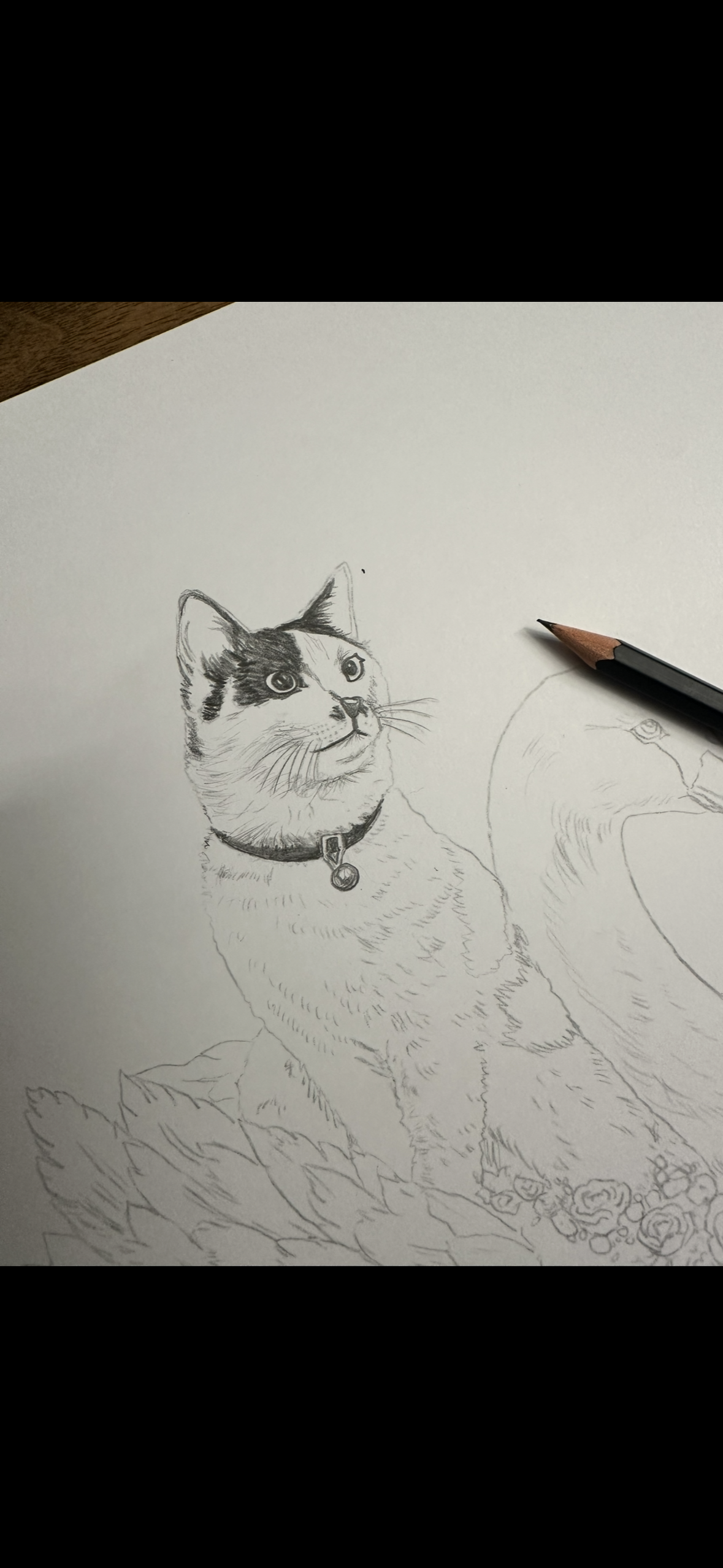 Fine Pencil Drawing „Cow Cat“