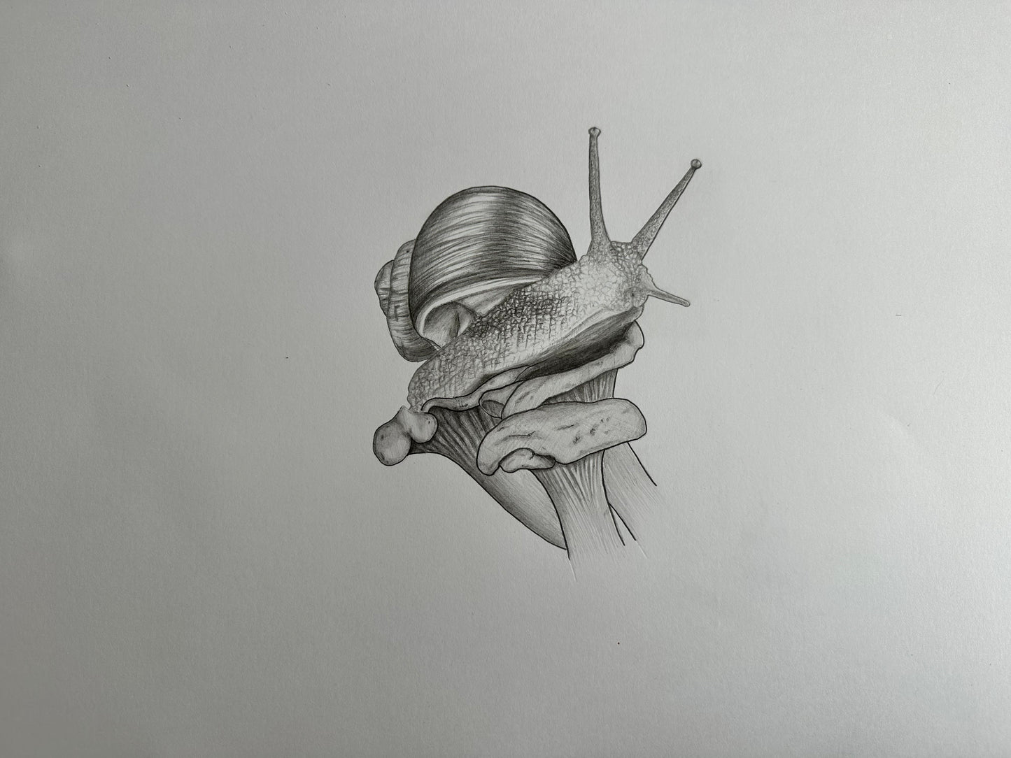Fine Pencil Drawing „Little Shellheart“