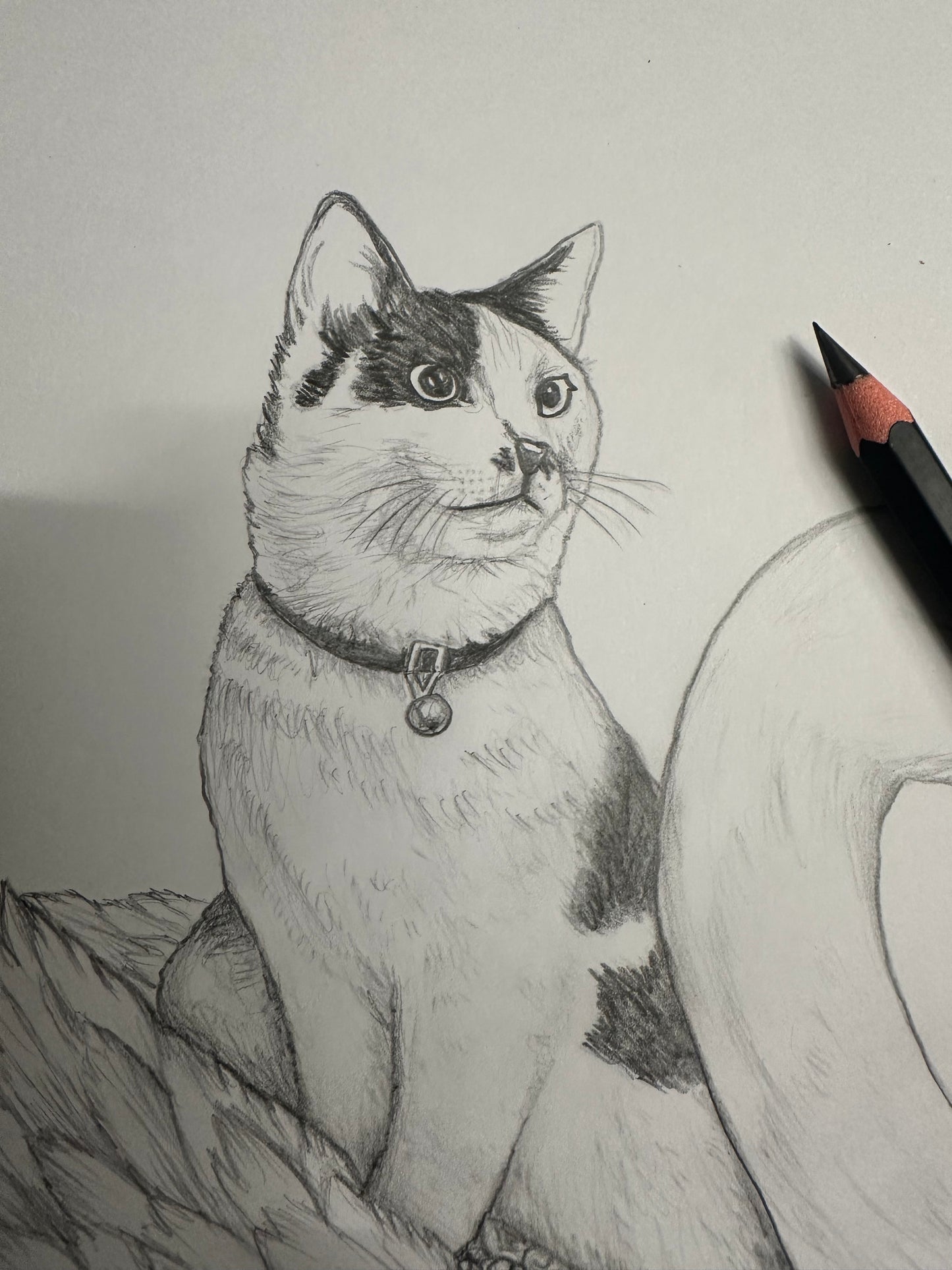 Fine Pencil Drawing „Cow Cat“