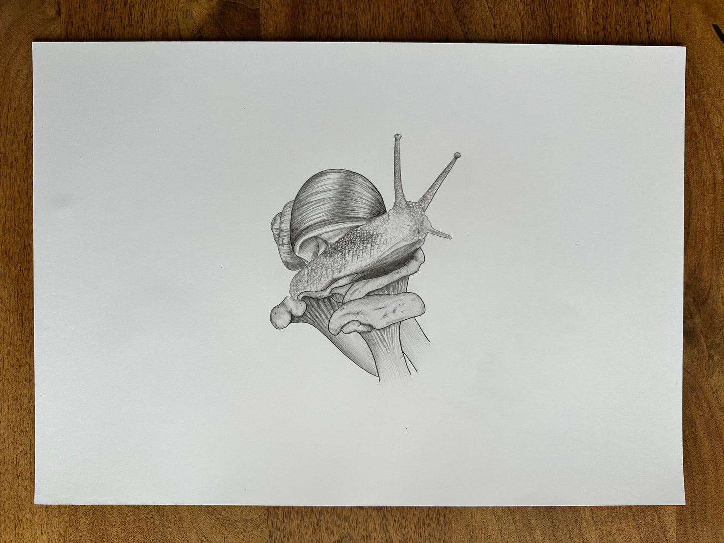 Fine Pencil Drawing „Little Shellheart“