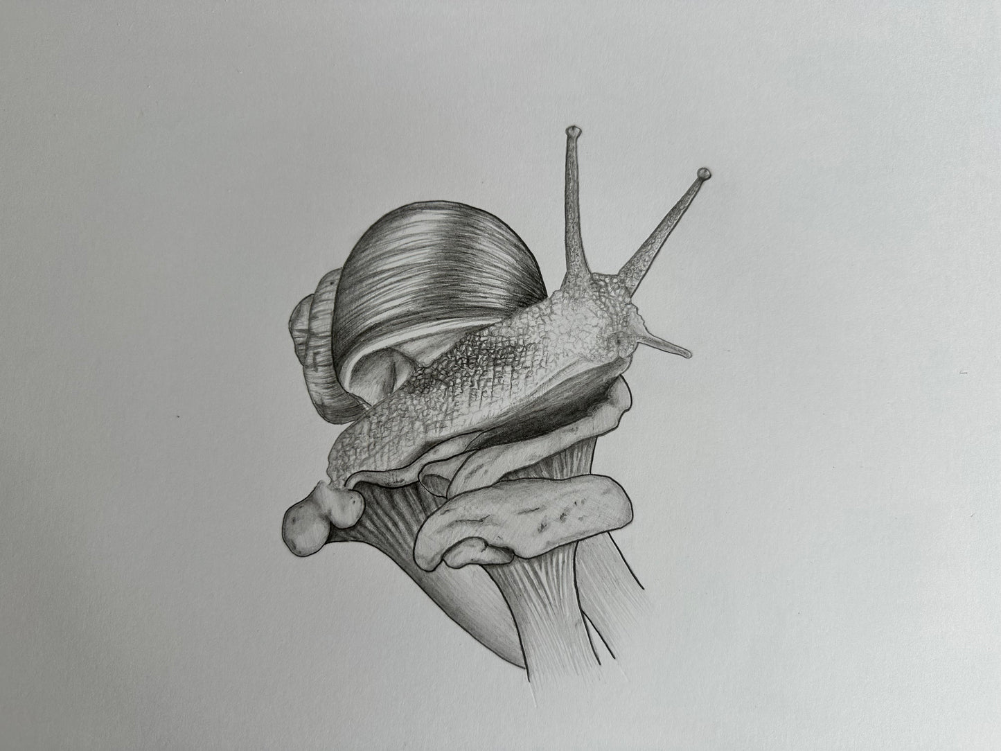 Fine Pencil Drawing „Little Shellheart“