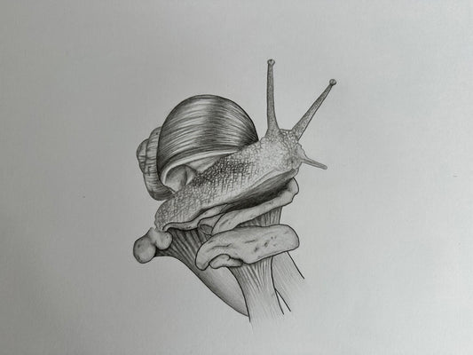 Fine Pencil Drawing „Little Shellheart“