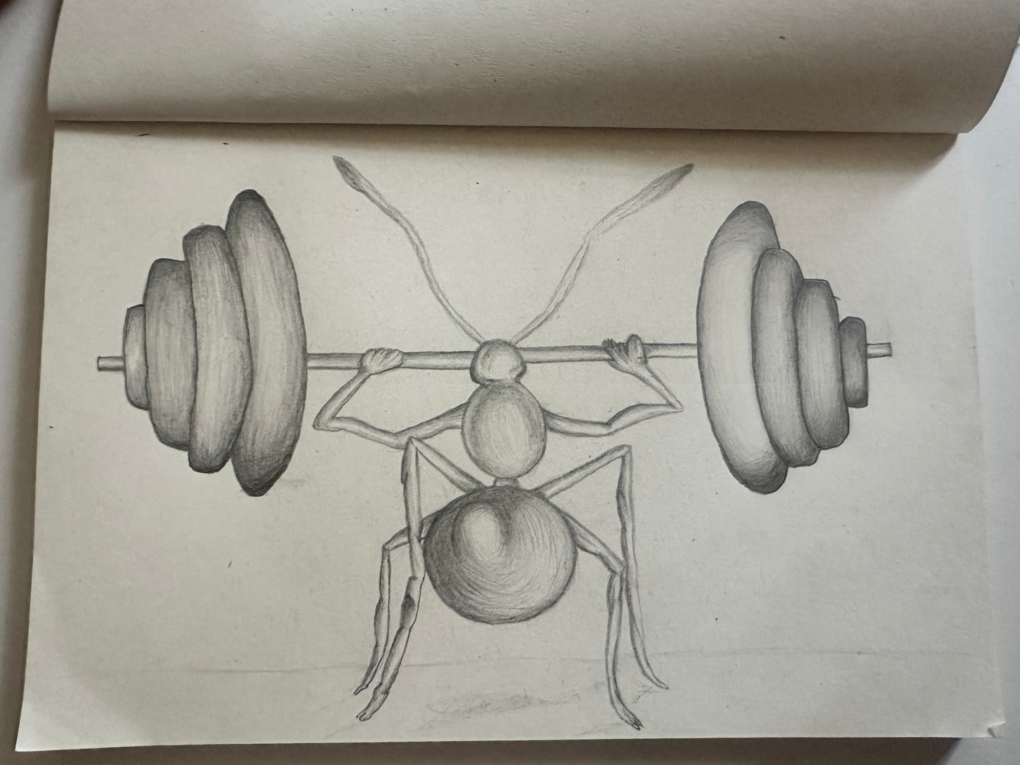 Fine Pencil Drawing „Ant“