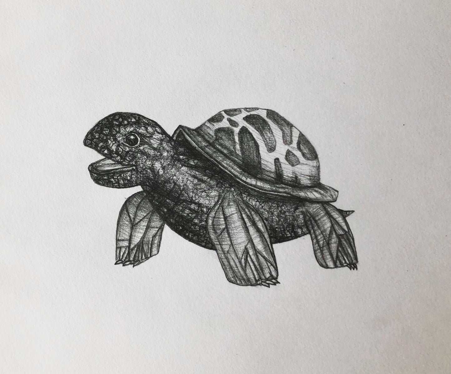 Pencil drawing „Happy Turtle“