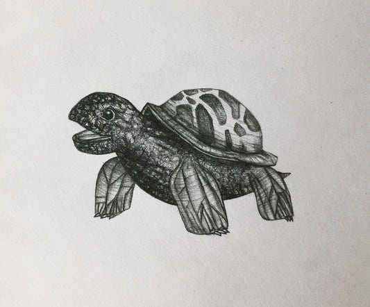 Pencil drawing „Happy Turtle“