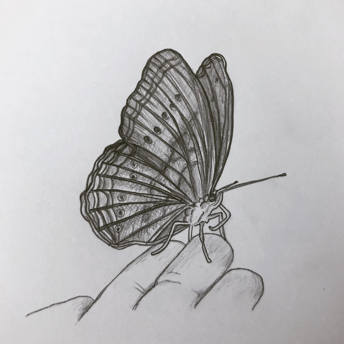 Pencil drawing „Butterfly“