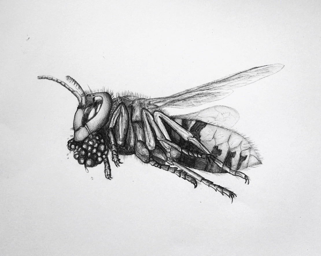 Pencil drawing „Hornet“