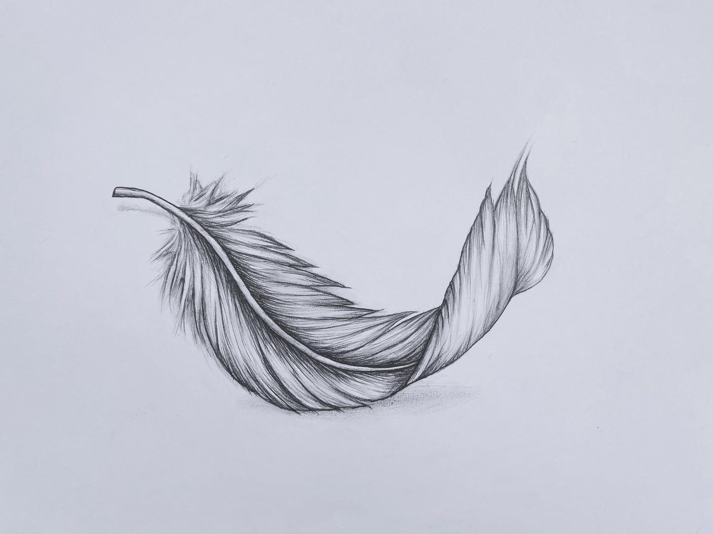 Pencil drawing „Feather“